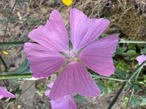 Malva alcea, photograph 3