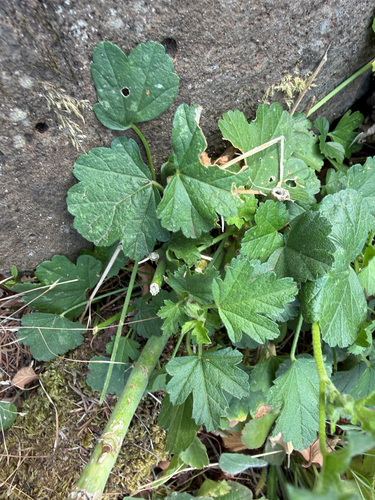 Malva alcea, photograph 4