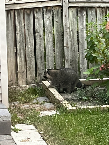 Common Raccoon