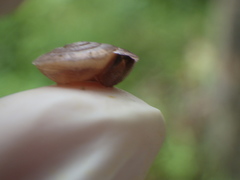 Dyakiidae