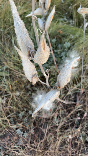 common milkweed