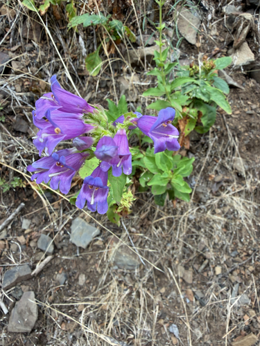 Penstemon serrulatus