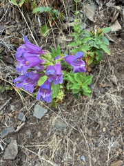 Penstemon serrulatus