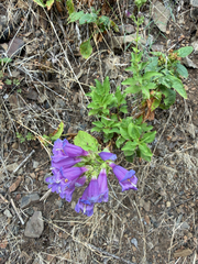 Penstemon serrulatus, photograph (c) jjfeiler, some rights reserved (CC BY)