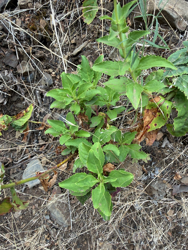 Penstemon serrulatus, photograph 2