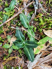 Goodyera oblongifolia, photograph author not stated, no rights reserved