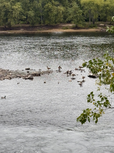 Canada Goose