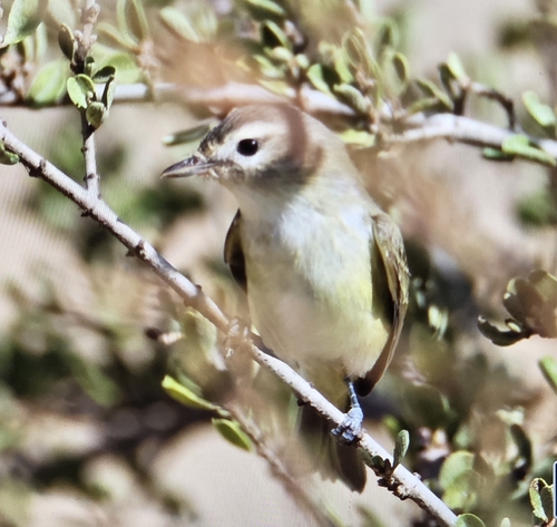 iNaturalist observation photo of Western Warbling Vireo
