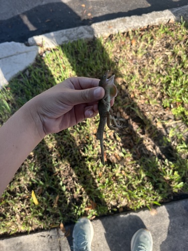 Crested Anole