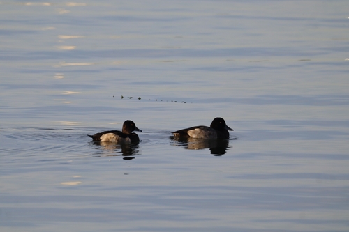 Ring-necked Duck