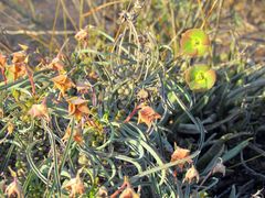 Euphorbia clava