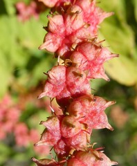 Penthorum sedoides