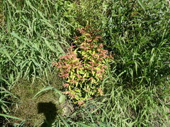 Penthorum sedoides, photograph author not stated, no rights reserved