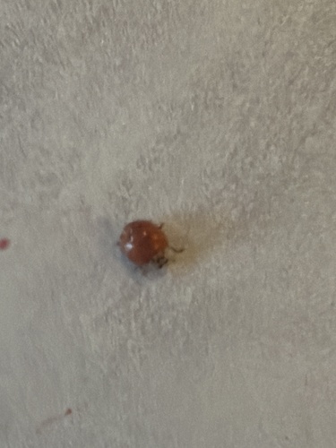 Asian Lady Beetle