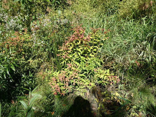 Penthorum sedoides, photograph 2