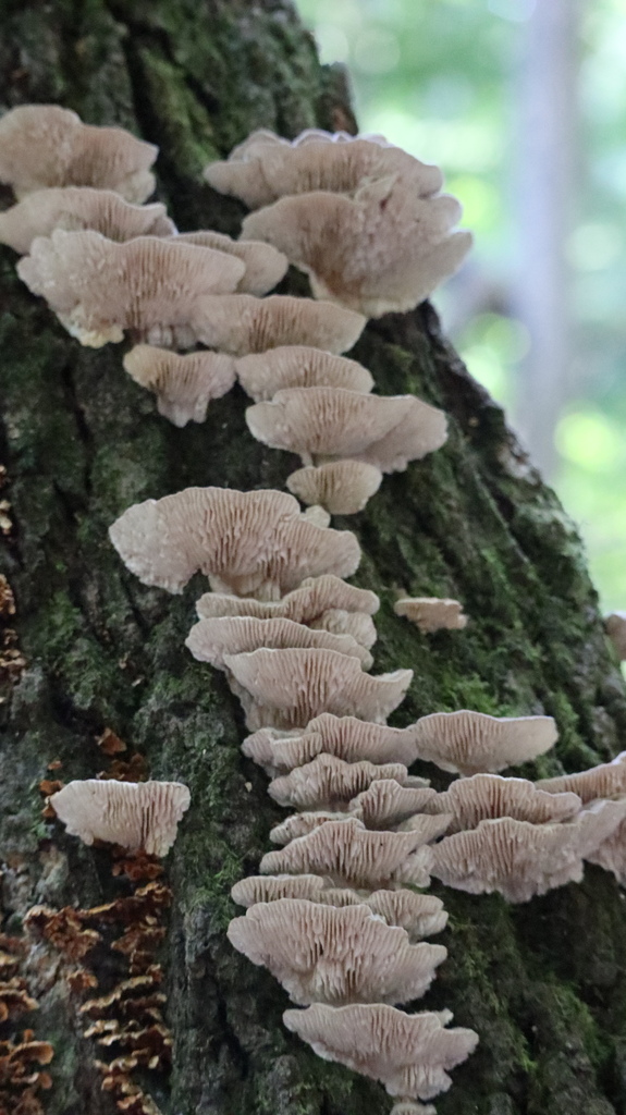 Gilled Polypore · September 2026 · photo: Photo: (c) Rachel Stepek, some rights reserved (CC BY) · iNaturalist