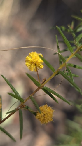 Acacia brownii, photograph 2