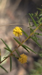 Acacia brownii, photograph (c) Petra Holland, some rights reserved (CC BY)