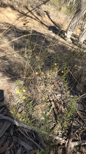 Acacia brownii