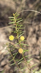 Acacia brownii, photograph (c) Petra Holland, some rights reserved (CC BY)