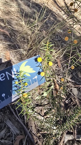 Acacia brownii, photograph 4