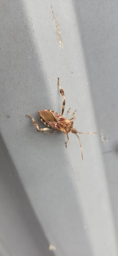 Western Conifer Seed Bug