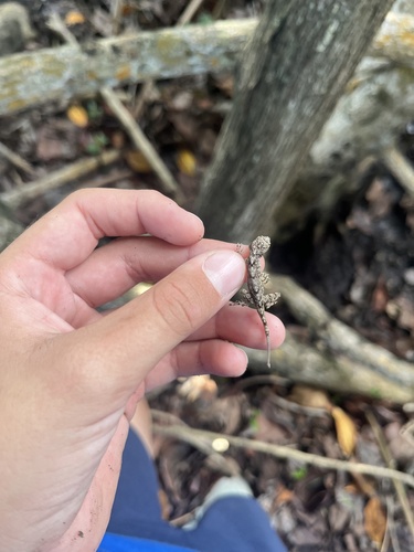 Bark Anole