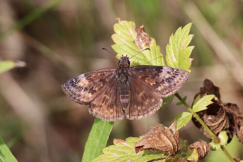 Wild Indigo Duskywing