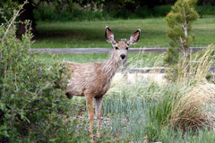 Odocoileus hemionus