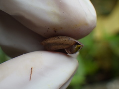 Dyakiidae