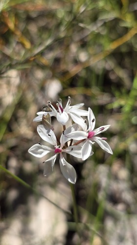 Burchardia umbellata, photograph 2
