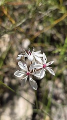 Burchardia umbellata, photograph (c) Petra Holland, some rights reserved (CC BY)