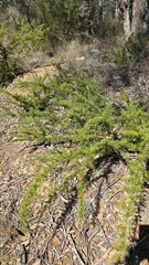 Grevillea juniperina, photograph (c) Petra Holland, some rights reserved (CC BY)