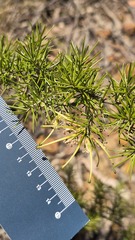 Grevillea juniperina, photograph (c) Petra Holland, some rights reserved (CC BY)