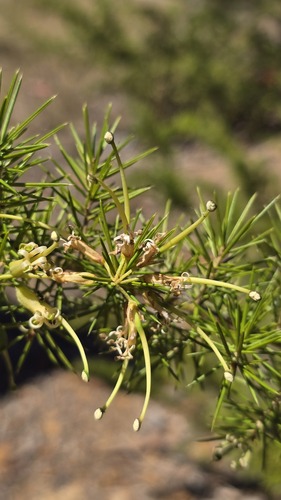 Grevillea juniperina, photograph 1