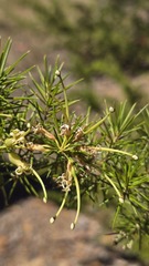 Grevillea juniperina
