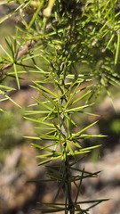 Grevillea juniperina, photograph (c) Petra Holland, some rights reserved (CC BY)
