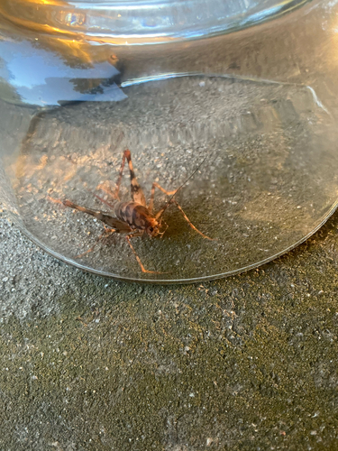 Greenhouse Camel Cricket