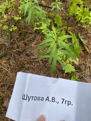 Chamaenerion angustifolium