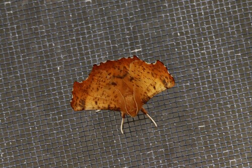 Maple Spanworm Moth