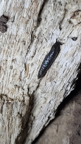 Arion hortensis observed 2026-09-25