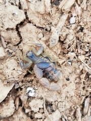 Uroplectes triangulifer