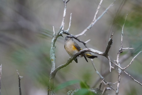 American Redstart