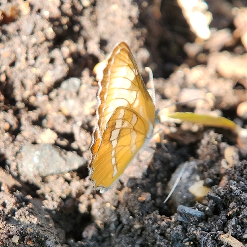 Common Mestra