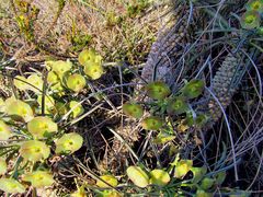 Euphorbia clava