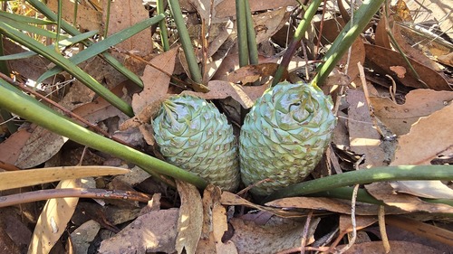 Macrozamia spiralis