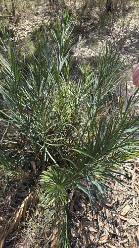 Macrozamia spiralis, photograph 1