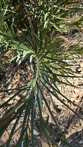 Macrozamia spiralis, photograph 2