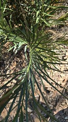 Macrozamia spiralis, photograph (c) Petra Holland, some rights reserved (CC BY)