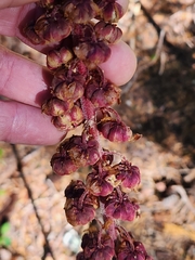 Pterospora andromedea